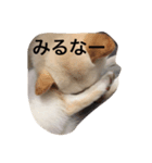 しろしばおゆきちゃん（個別スタンプ：7）