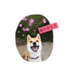 我が家の癒し犬です。（個別スタンプ：1）