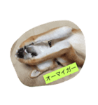 我が家の癒し犬です。（個別スタンプ：2）