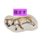 我が家の癒し犬です。（個別スタンプ：3）