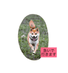 我が家の癒し犬です。（個別スタンプ：4）