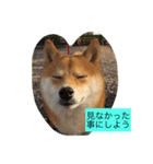 我が家の癒し犬です。（個別スタンプ：5）