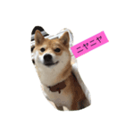 我が家の癒し犬です。（個別スタンプ：6）
