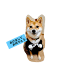 我が家の癒し犬です。（個別スタンプ：8）