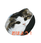 Scottishfold cat alu（個別スタンプ：2）