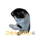 Scottishfold cat alu（個別スタンプ：5）
