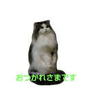 Scottishfold cat alu（個別スタンプ：6）