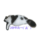 Scottishfold cat alu（個別スタンプ：7）