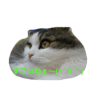 Scottishfold cat alu（個別スタンプ：8）