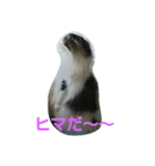 Scottishfold cat alu（個別スタンプ：9）