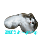 Scottishfold cat alu（個別スタンプ：10）