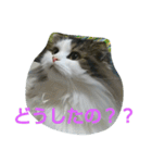 Scottishfold cat alu（個別スタンプ：11）