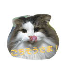 Scottishfold cat alu（個別スタンプ：12）