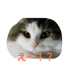 Scottishfold cat alu（個別スタンプ：13）