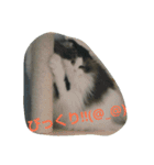 Scottishfold cat alu（個別スタンプ：14）