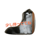 Scottishfold cat alu（個別スタンプ：15）