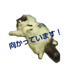 Scottishfold cat alu（個別スタンプ：16）