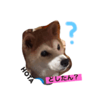 ほたちゃんのすたんぷ（個別スタンプ：2）