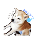 ほたちゃんのすたんぷ（個別スタンプ：3）