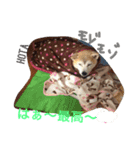 ほたちゃんのすたんぷ（個別スタンプ：7）