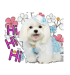 Wow princess photo static map daily life（個別スタンプ：16）