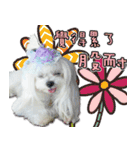 Wow princess photo static map daily life（個別スタンプ：24）