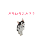 しらすの日常（個別スタンプ：5）