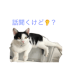 しらすの日常（個別スタンプ：8）