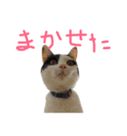しらすの日常（個別スタンプ：9）