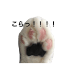 しらすの日常（個別スタンプ：10）