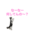 しらすの日常（個別スタンプ：14）