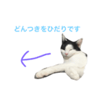 しらすの日常（個別スタンプ：16）