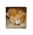 ソラ君二弾（個別スタンプ：1）