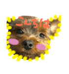 なかよしヨーキーズ（個別スタンプ：1）
