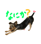 なかよしヨーキーズ（個別スタンプ：2）