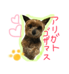 なかよしヨーキーズ（個別スタンプ：5）