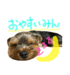 なかよしヨーキーズ（個別スタンプ：7）