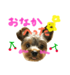 なかよしヨーキーズ（個別スタンプ：8）