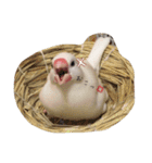 白文鳥のジョン（個別スタンプ：1）