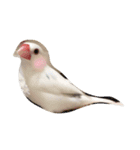 白文鳥のジョン（個別スタンプ：2）