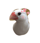 白文鳥のジョン（個別スタンプ：3）