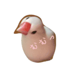 白文鳥のジョン（個別スタンプ：4）