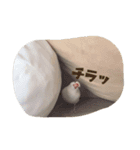白文鳥のジョン（個別スタンプ：5）