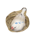 白文鳥のジョン（個別スタンプ：6）