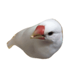 白文鳥のジョン（個別スタンプ：7）