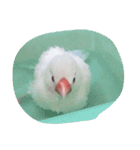 白文鳥のジョン（個別スタンプ：9）