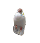 白文鳥のジョン（個別スタンプ：10）