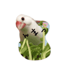 白文鳥のジョン（個別スタンプ：12）