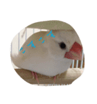 白文鳥のジョン（個別スタンプ：14）