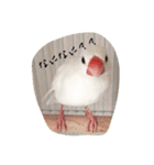 白文鳥のジョン（個別スタンプ：15）